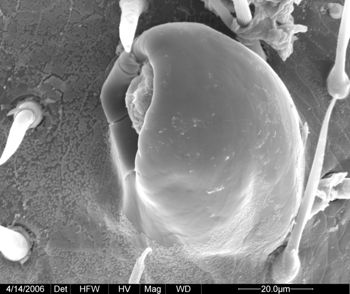 Media type: image;   Invertebrate Zoology 133769